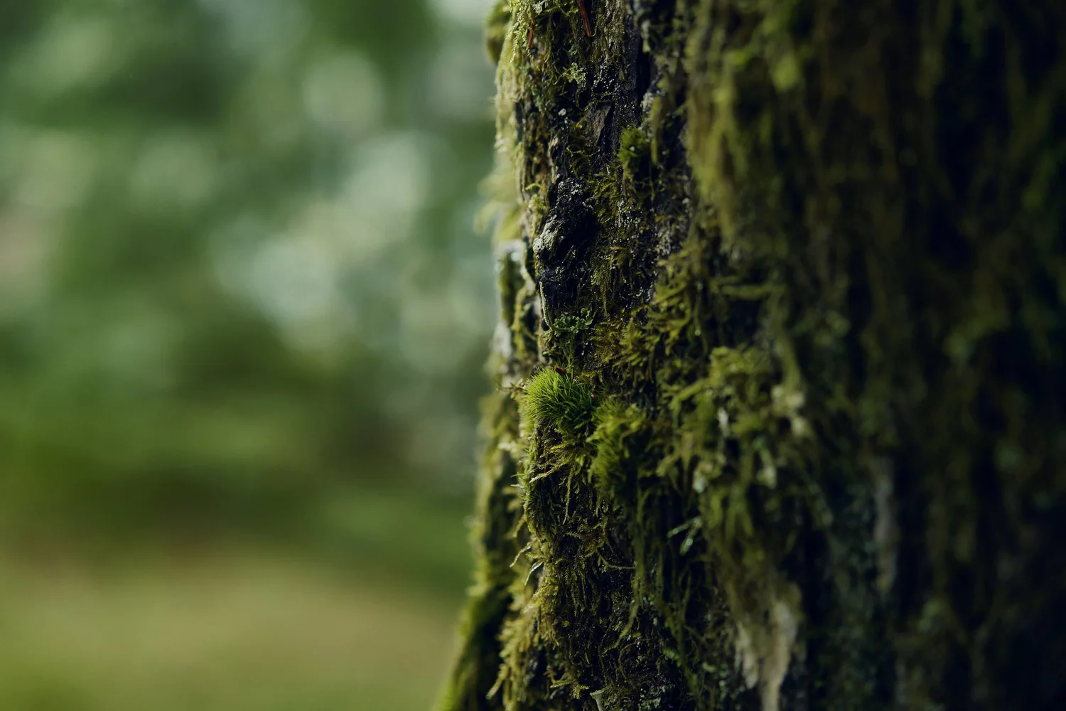 Mazda CX-50 — TJ Bennett – Creative Director / Writer